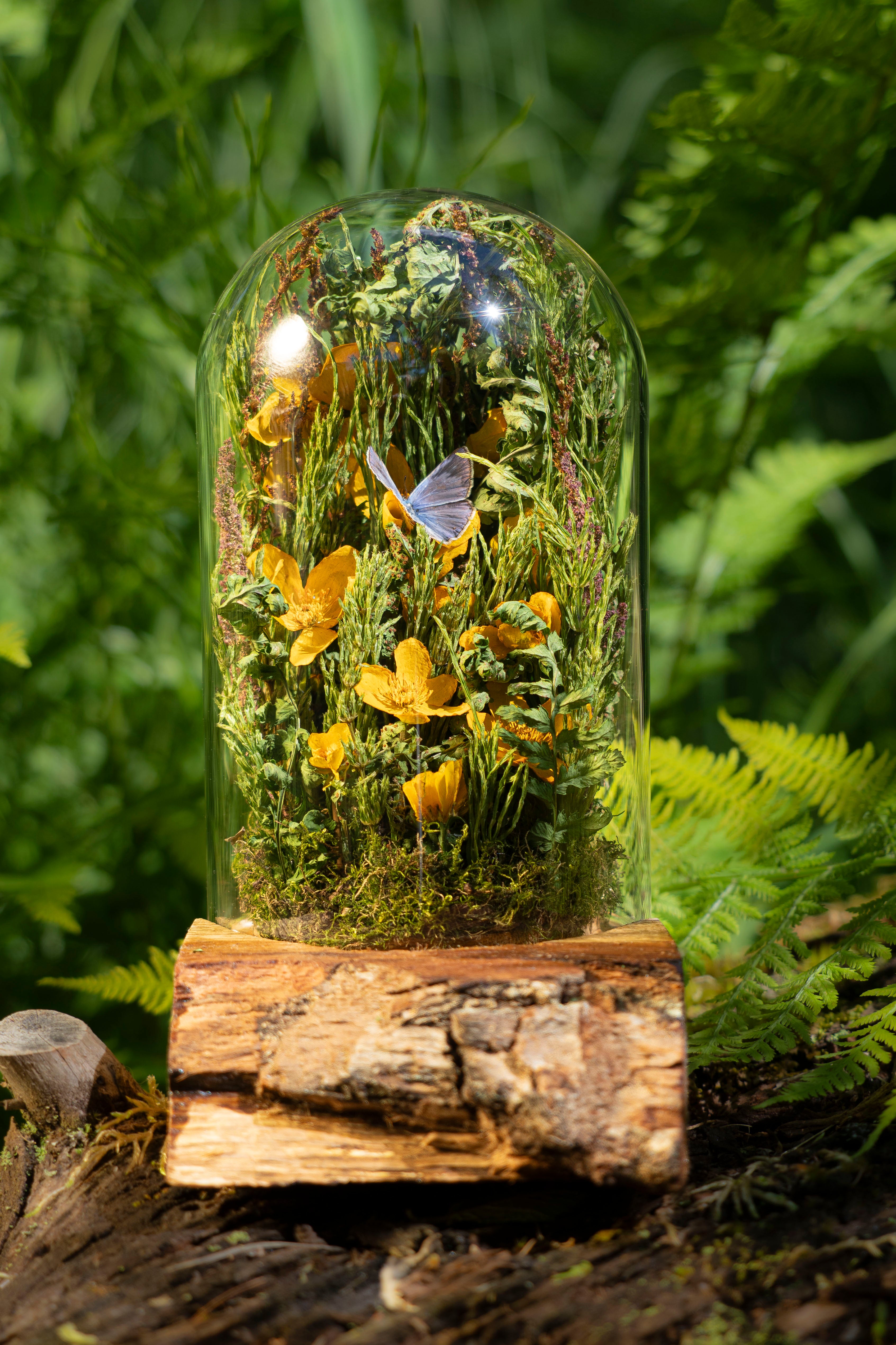 Mini World: Marsh Marigold