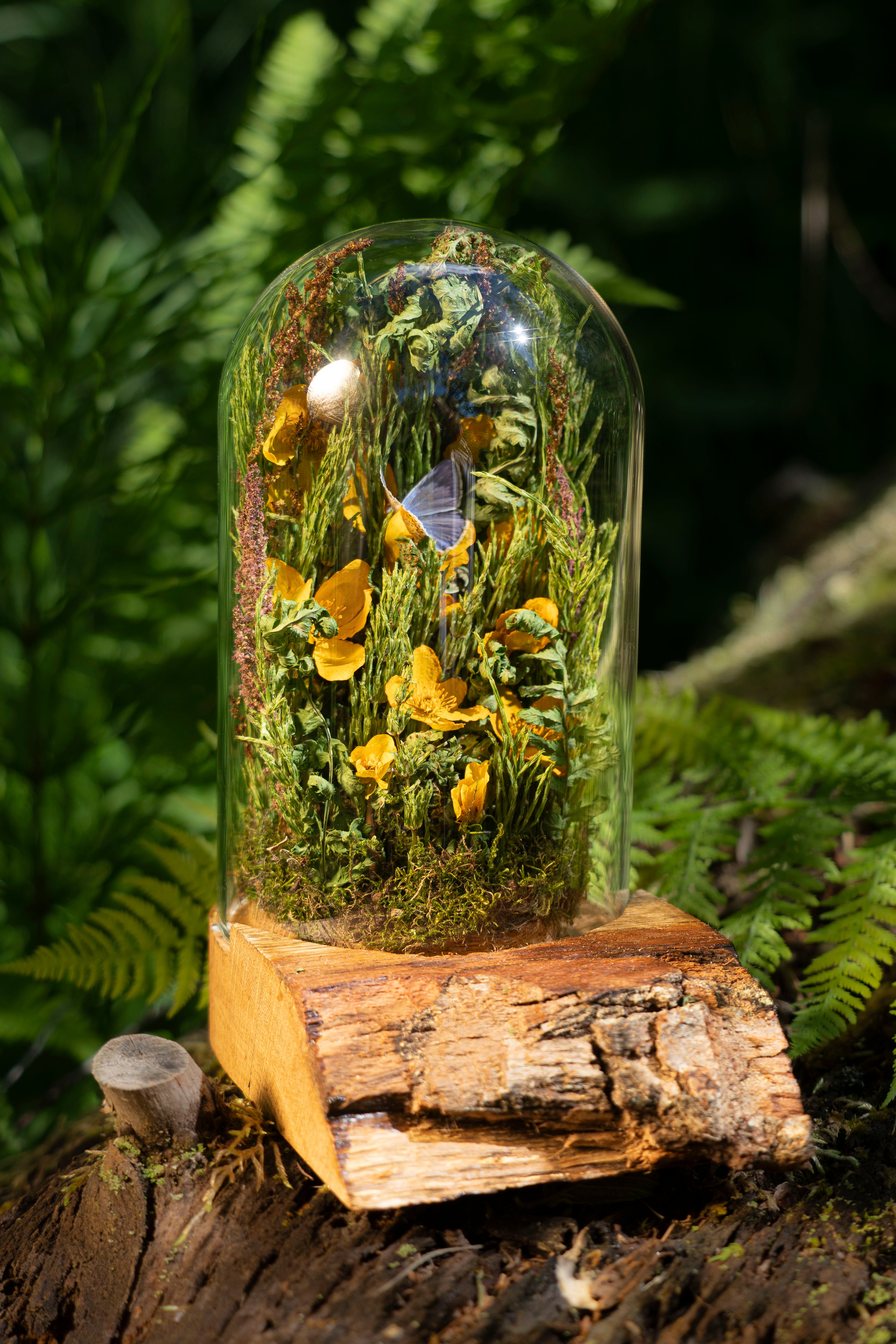 Mini World: Marsh Marigold