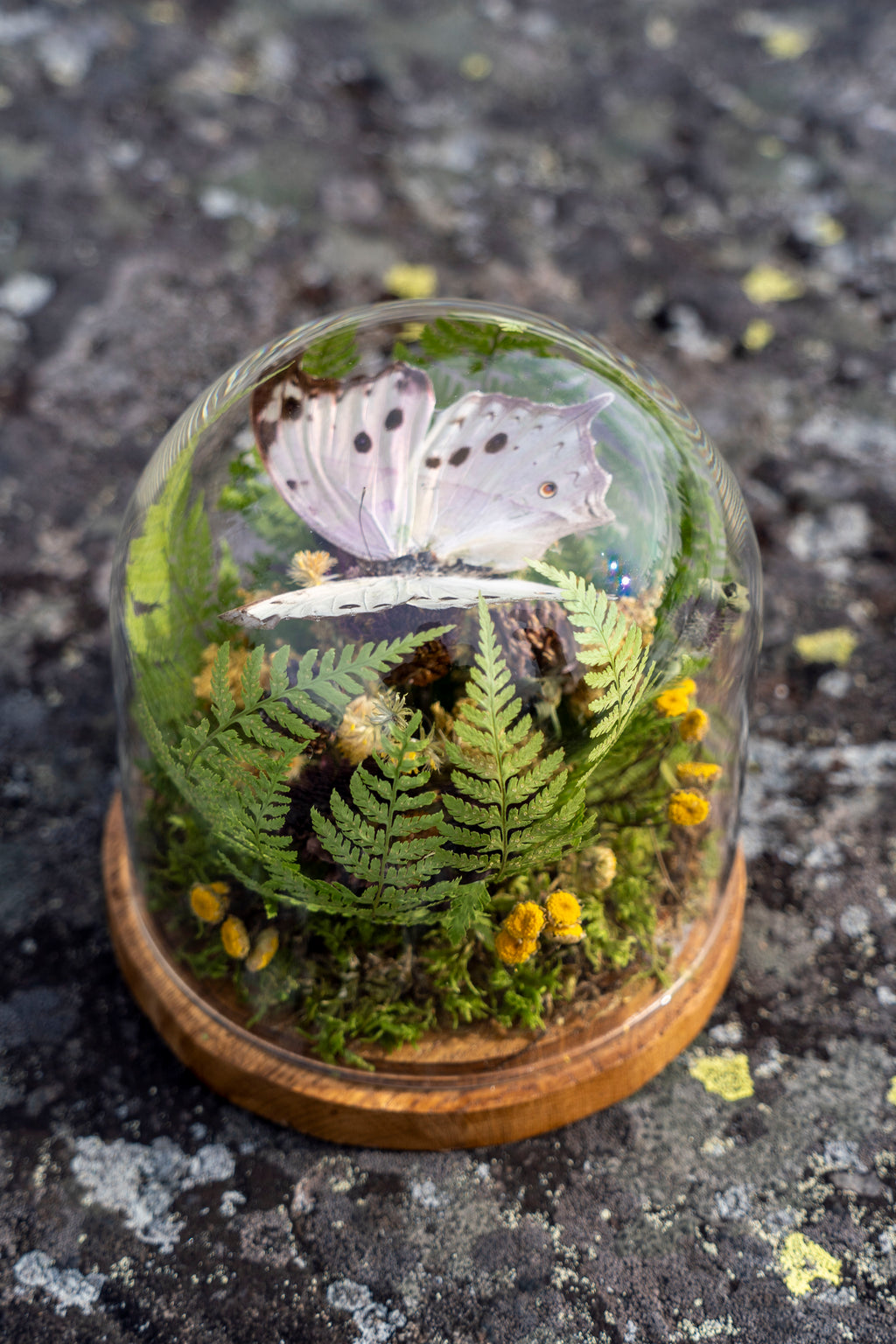 Mini World: Rosa Glimmer