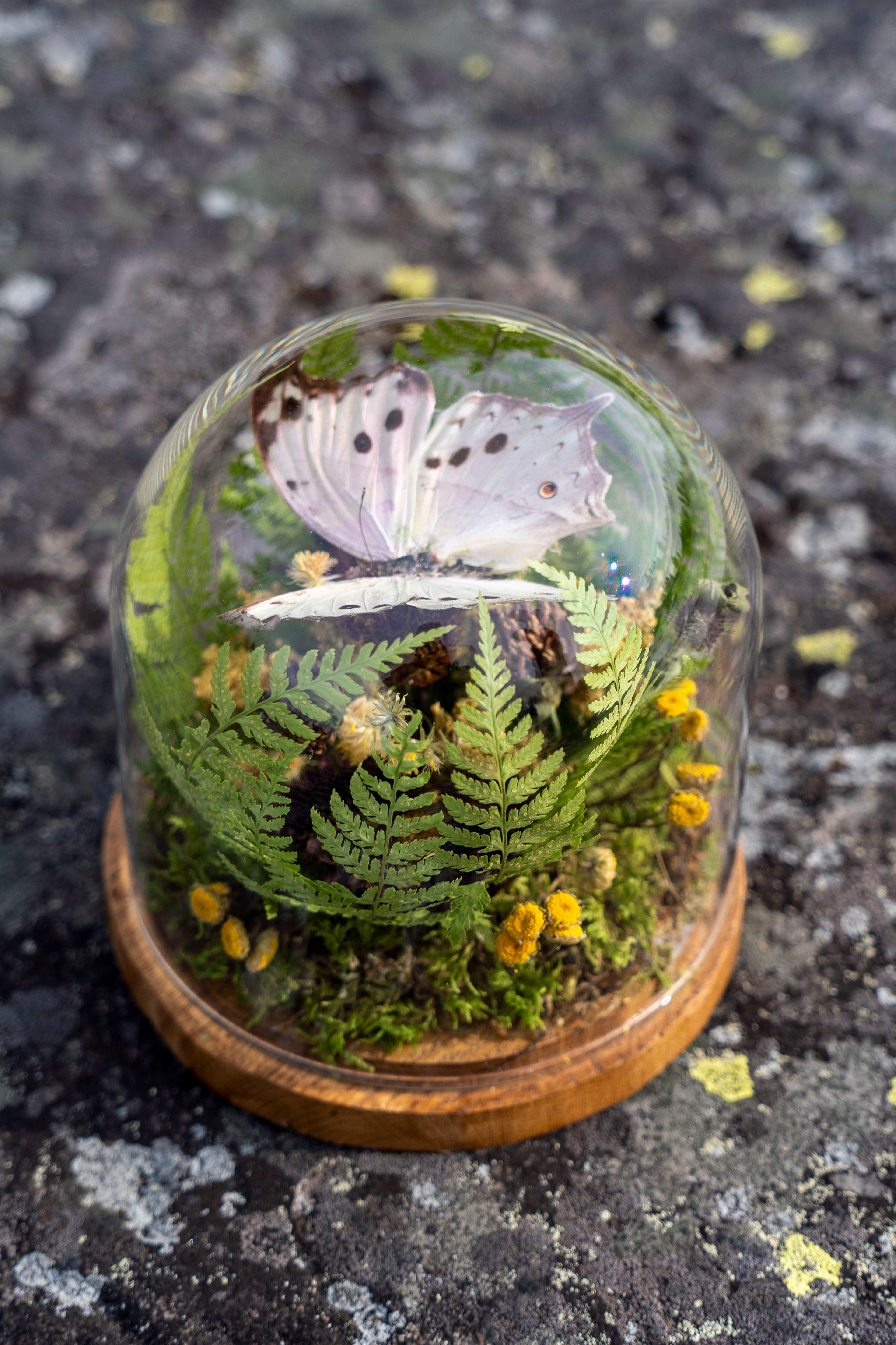 Mini World: Pink Glimmer