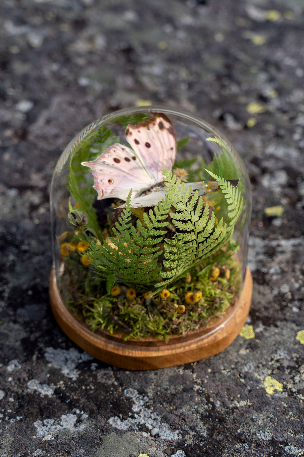 Mini World: Rosa Glimmer
