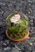 Mini World: Rosa Glimmer