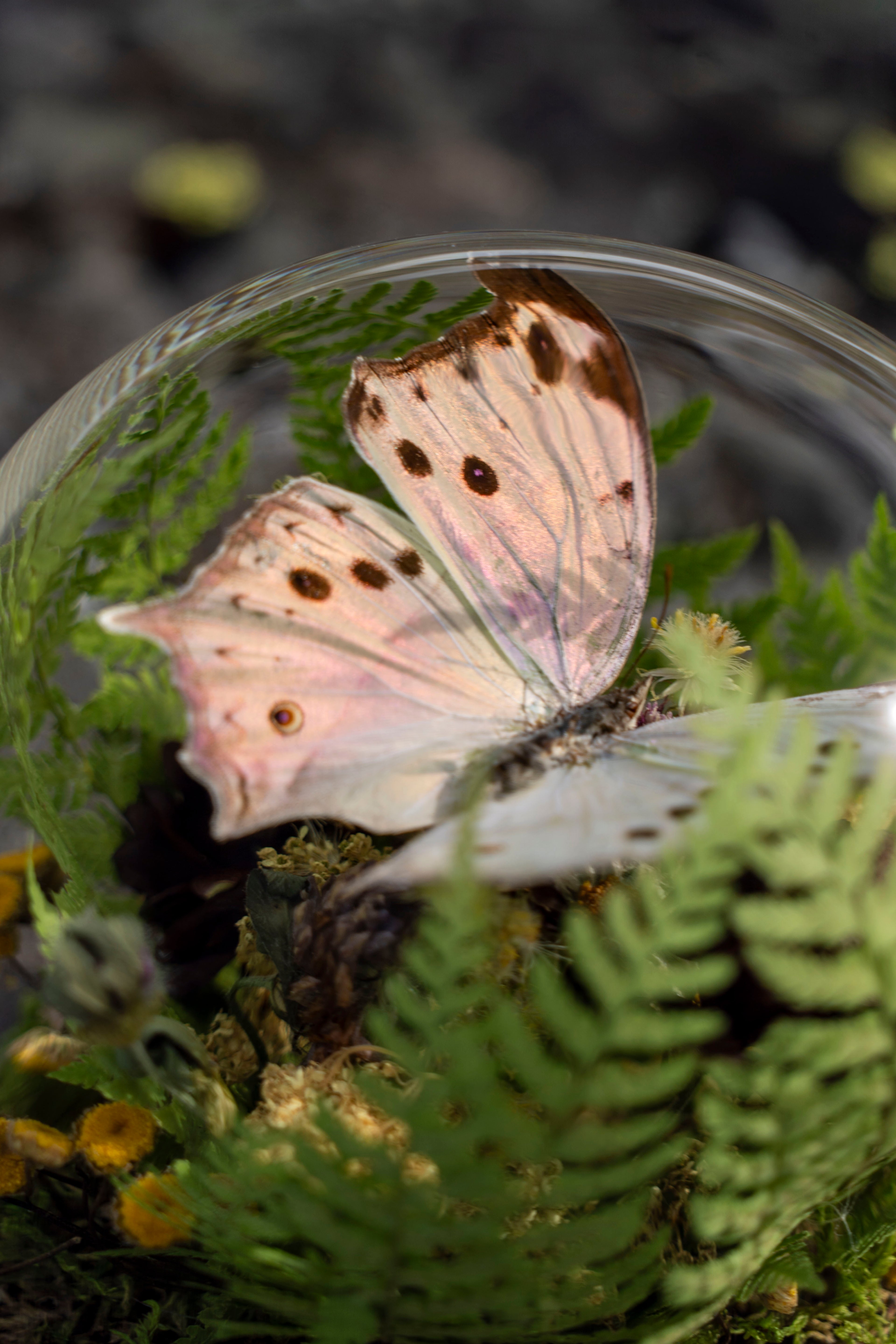 Mini World: Pink Glimmer