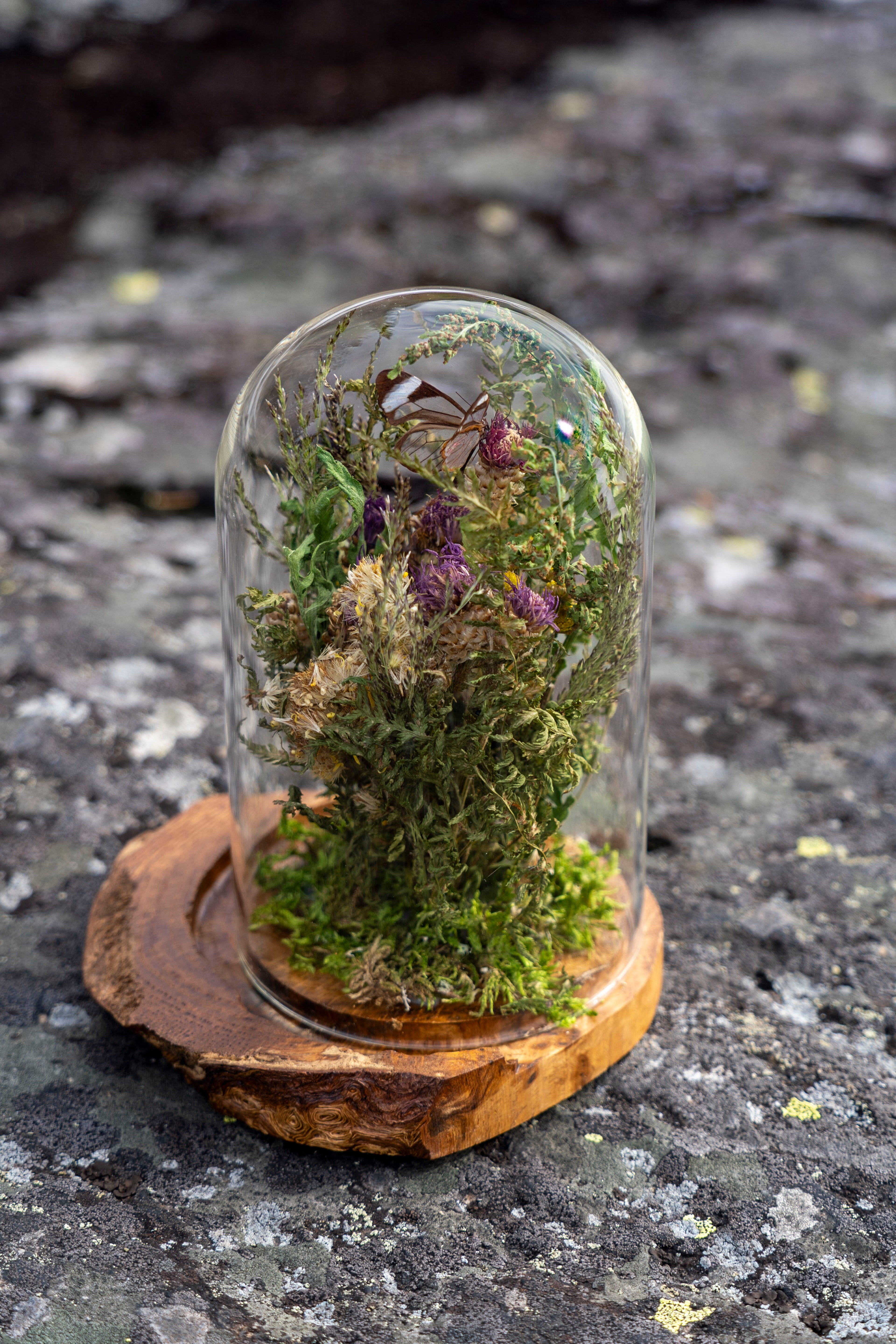 Mini World: Delicate Wings