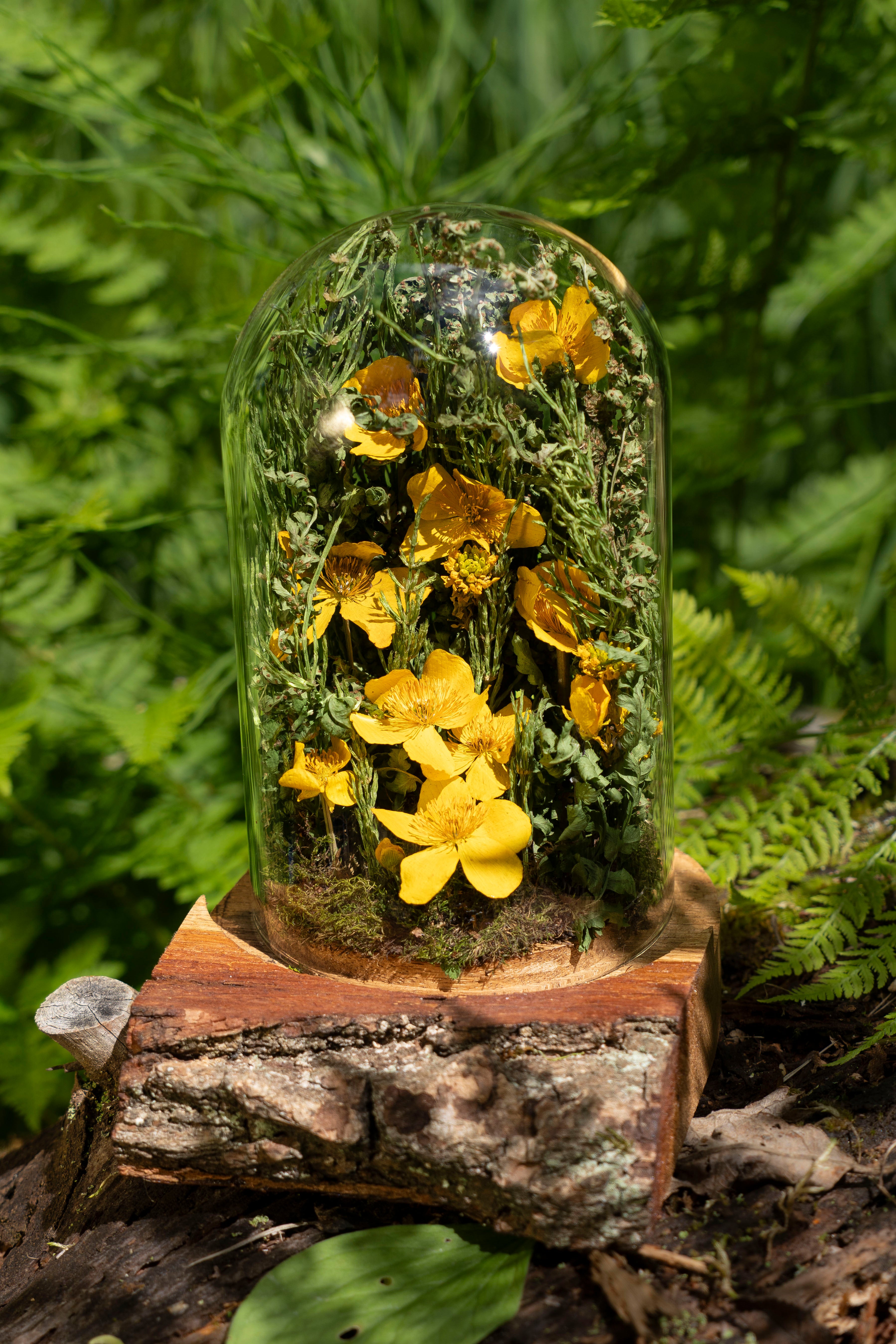 Mini World: Buttercups