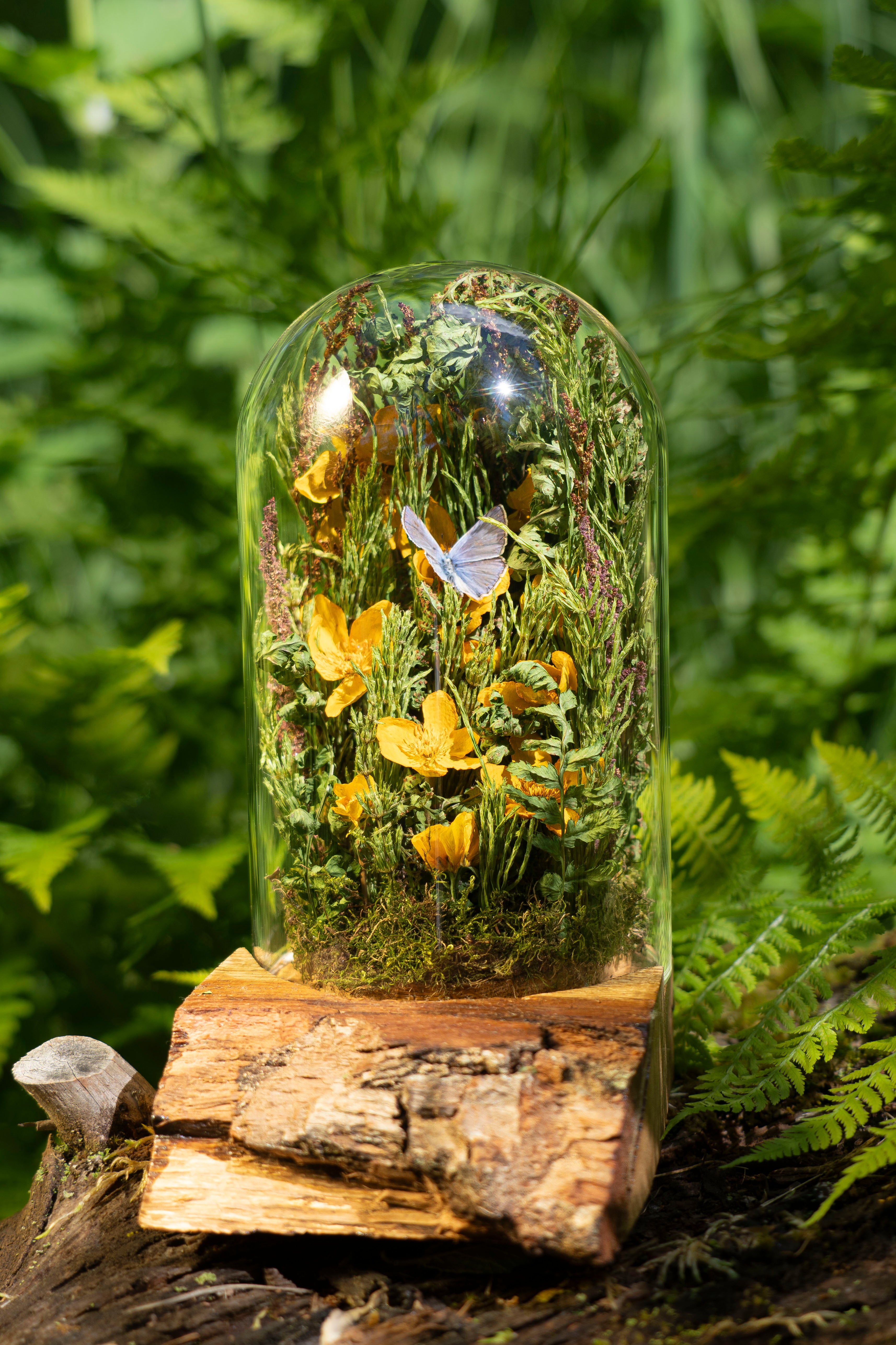 Mini World: Marsh Marigold