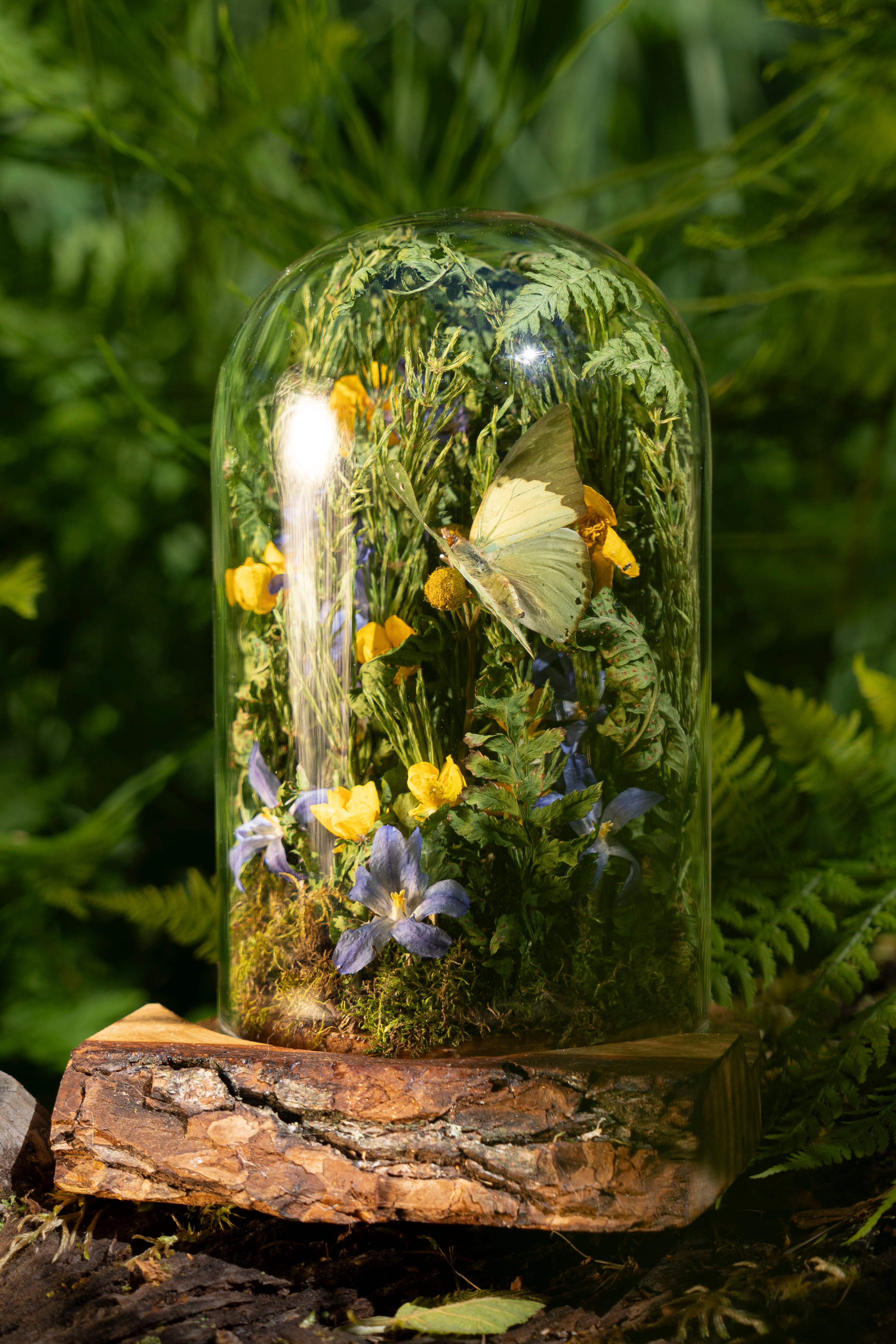 Mini World: Buttercups